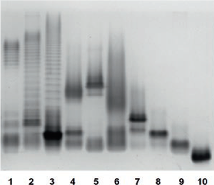 On demand SDS-PAGE and thin layer chromatography Lipopolysaccharides profiles 