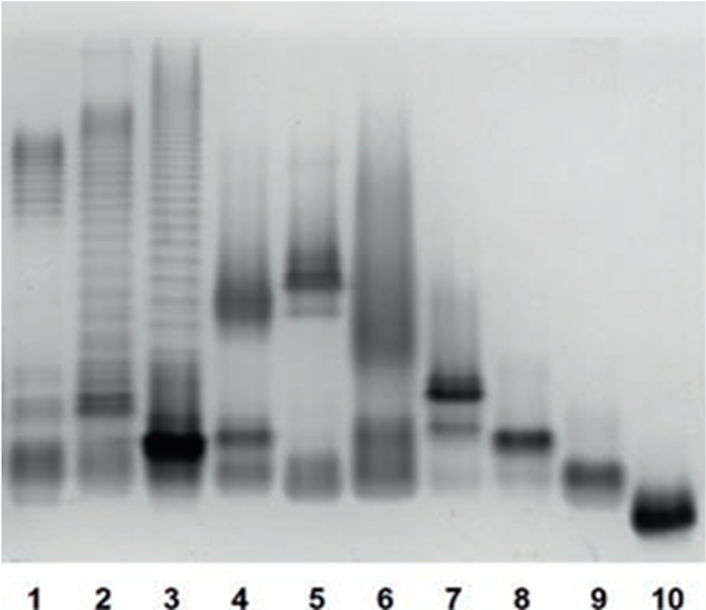 On demand SDS-PAGE and thin layer chromatography Lipopolysaccharides profiles