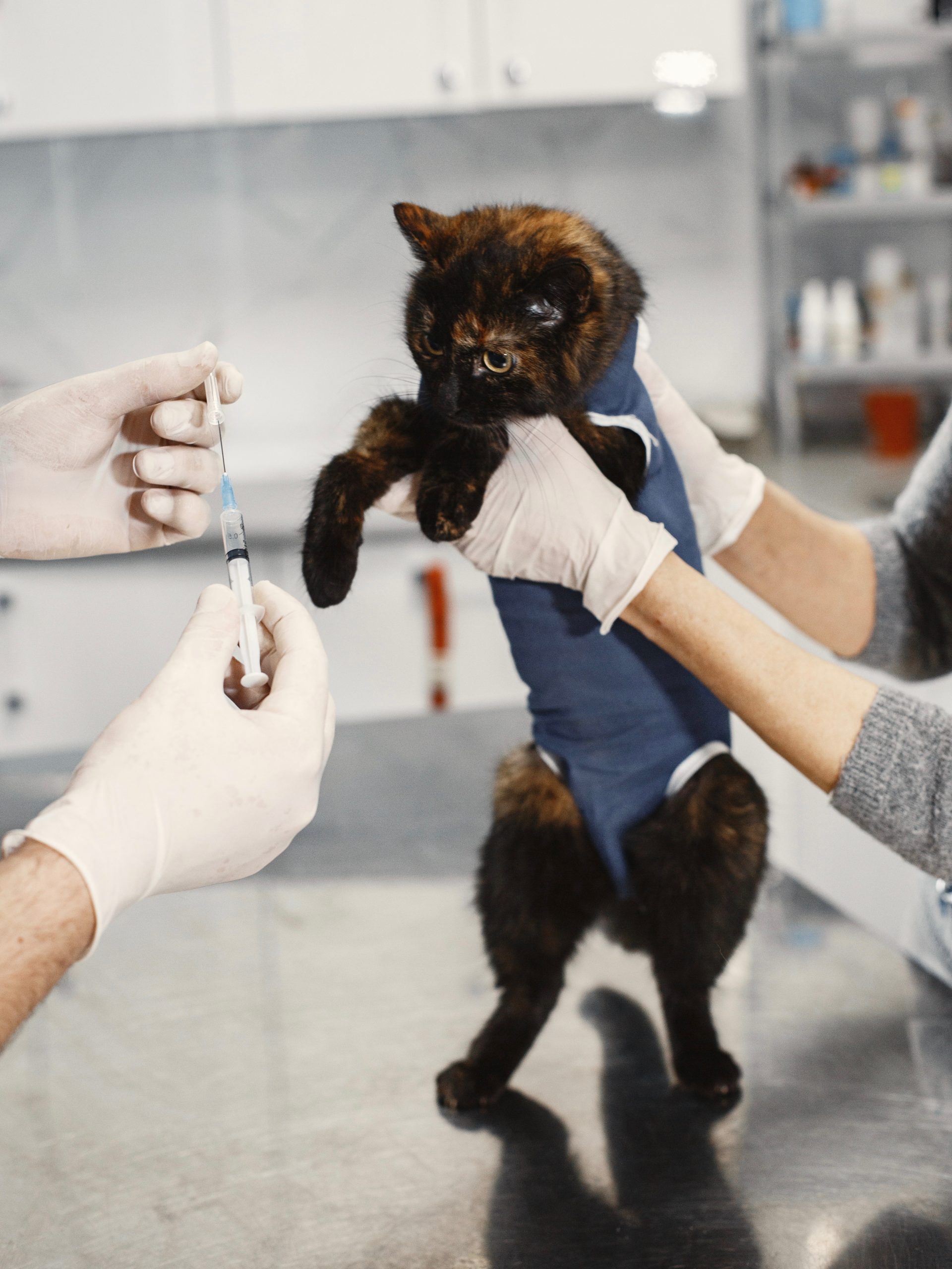 Development of multivalent veterinary vaccines