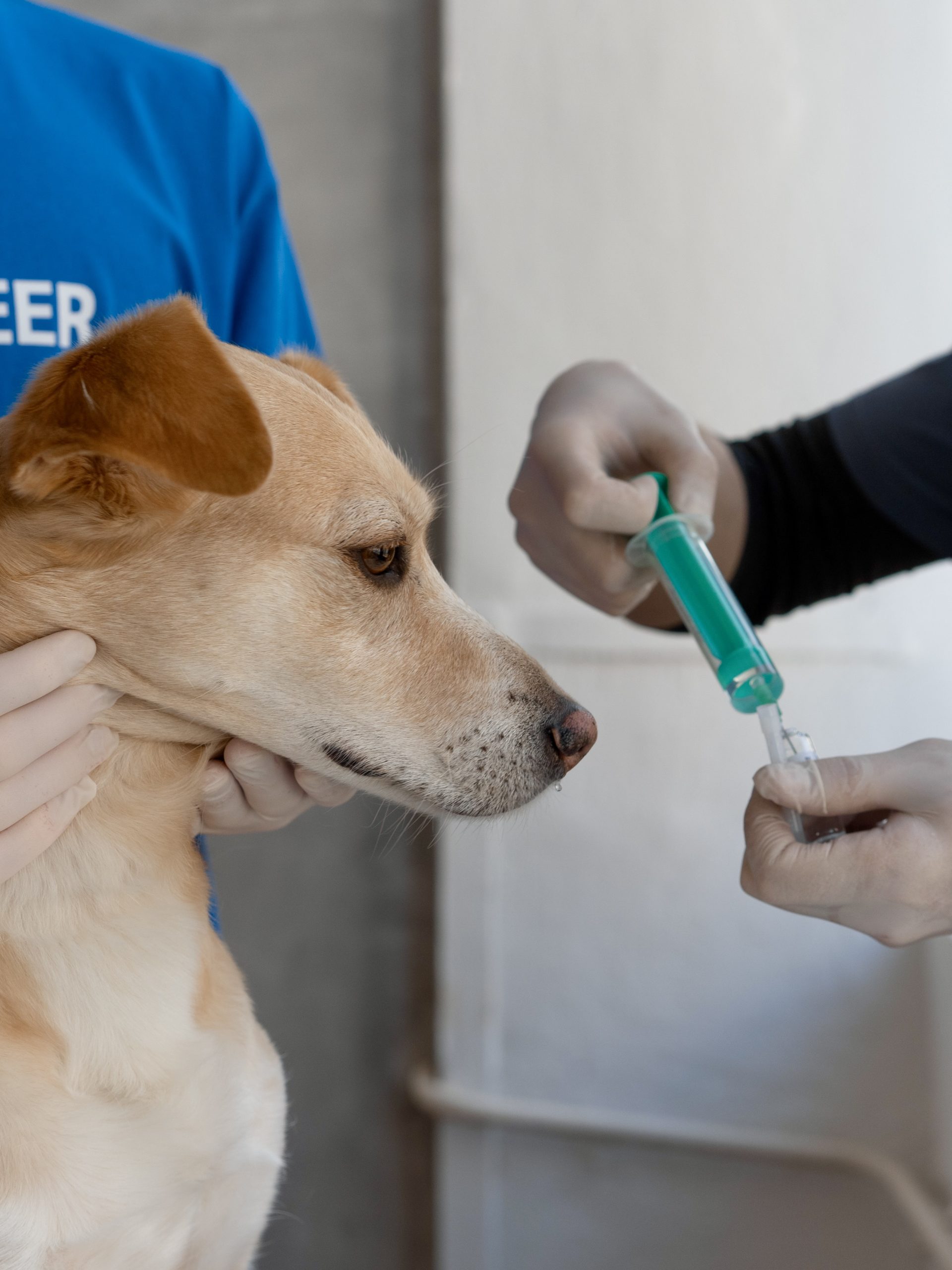 Bacterial antigen preparation for vaccine production